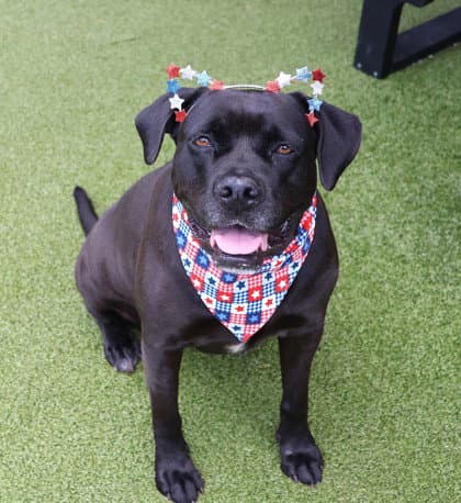 Tiara Athens - Black Labrador Retriever