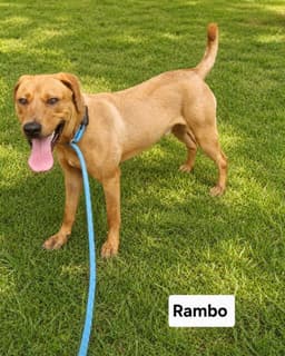 Rambo Dixon image 1