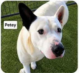 Petey Dixon image 1