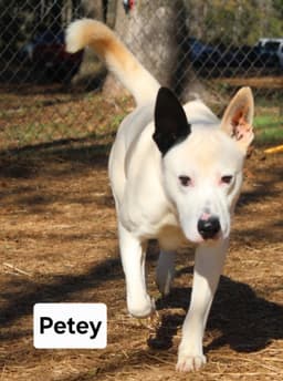 Petey Dixon image 2