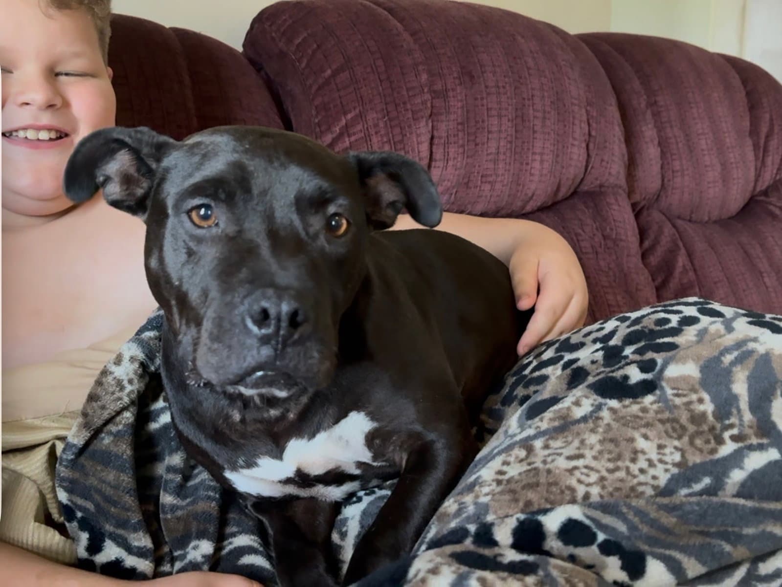 Mystique Dixon - Pit Bull Terrier
