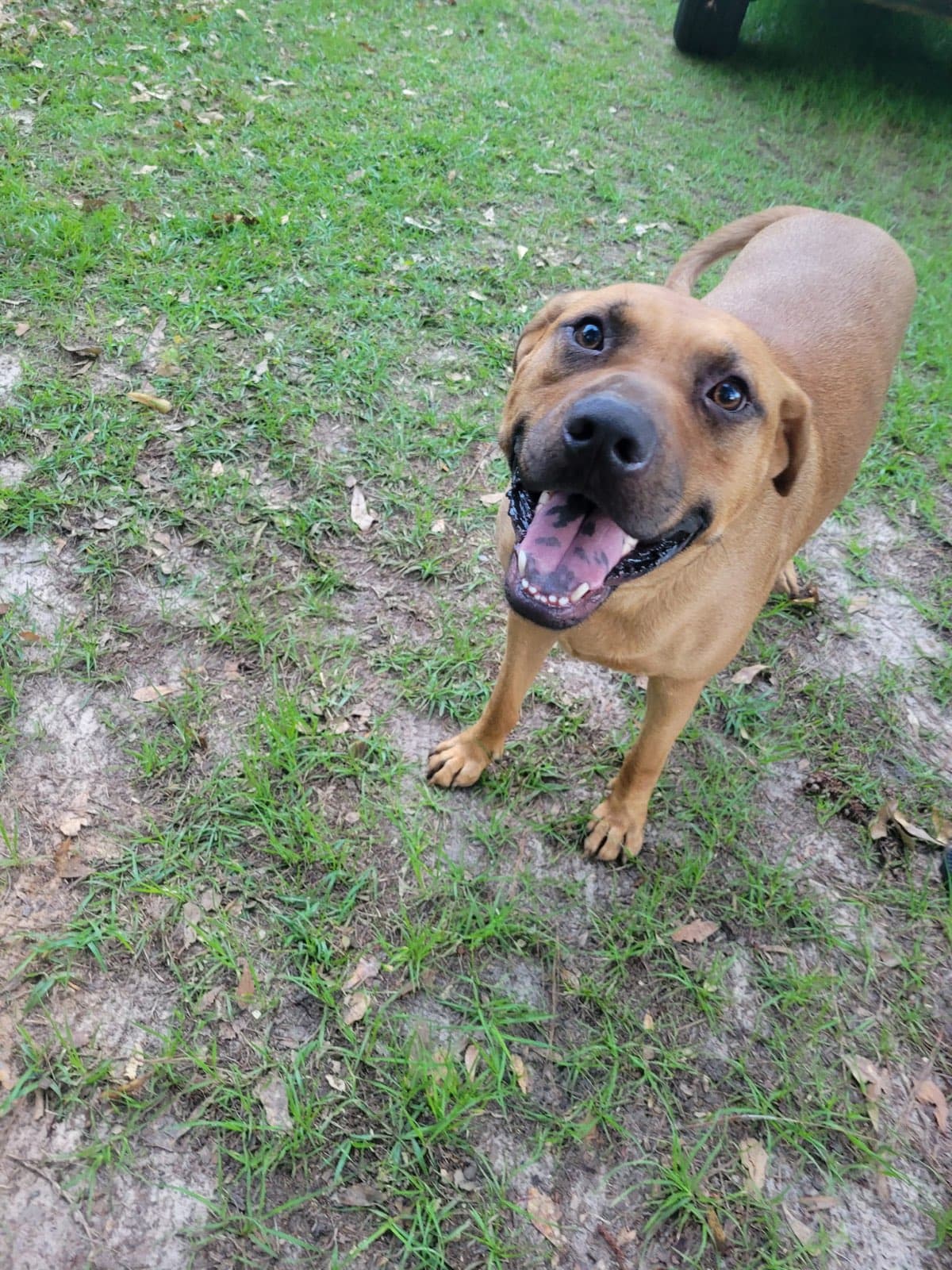Scooby Dixon - Rhodesian Ridgeback