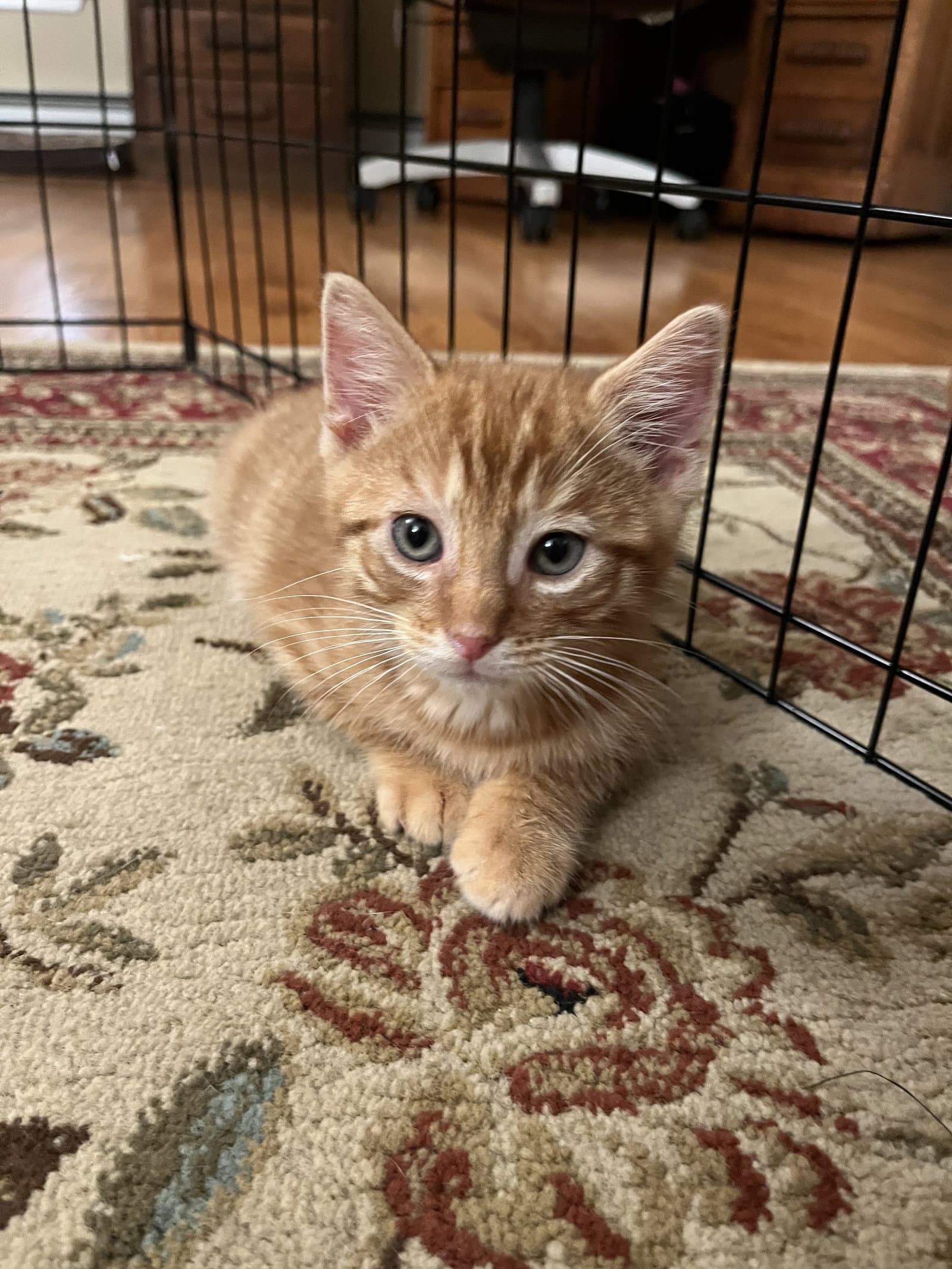 Meowth Kitten - Domestic Short Hair