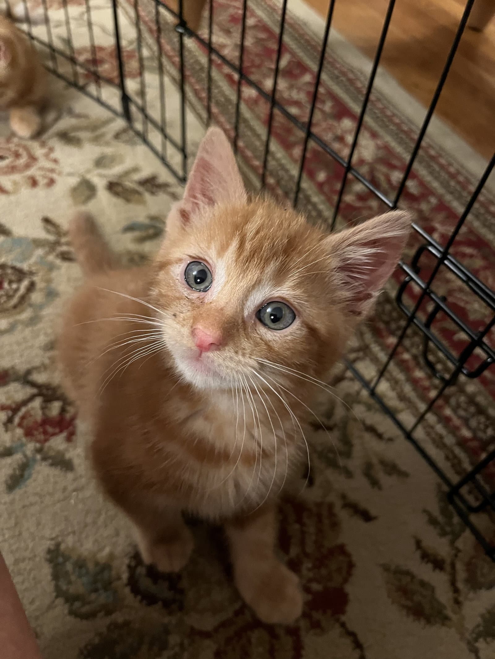 Pikachu Kitten - Domestic Short Hair