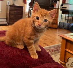 Pikachu Kitten image 2