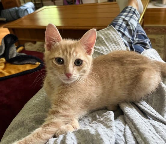Eevee Kitten - Domestic Short Hair