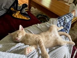 Eevee Kitten image 2