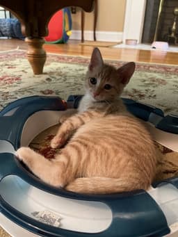 Eevee Kitten image 3