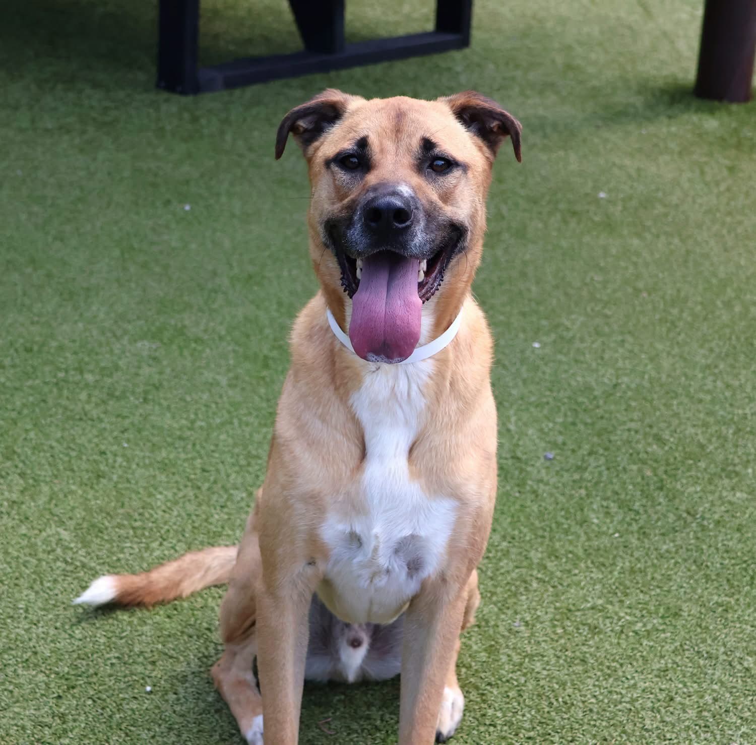 Banjo Athens - Black Mouth Cur