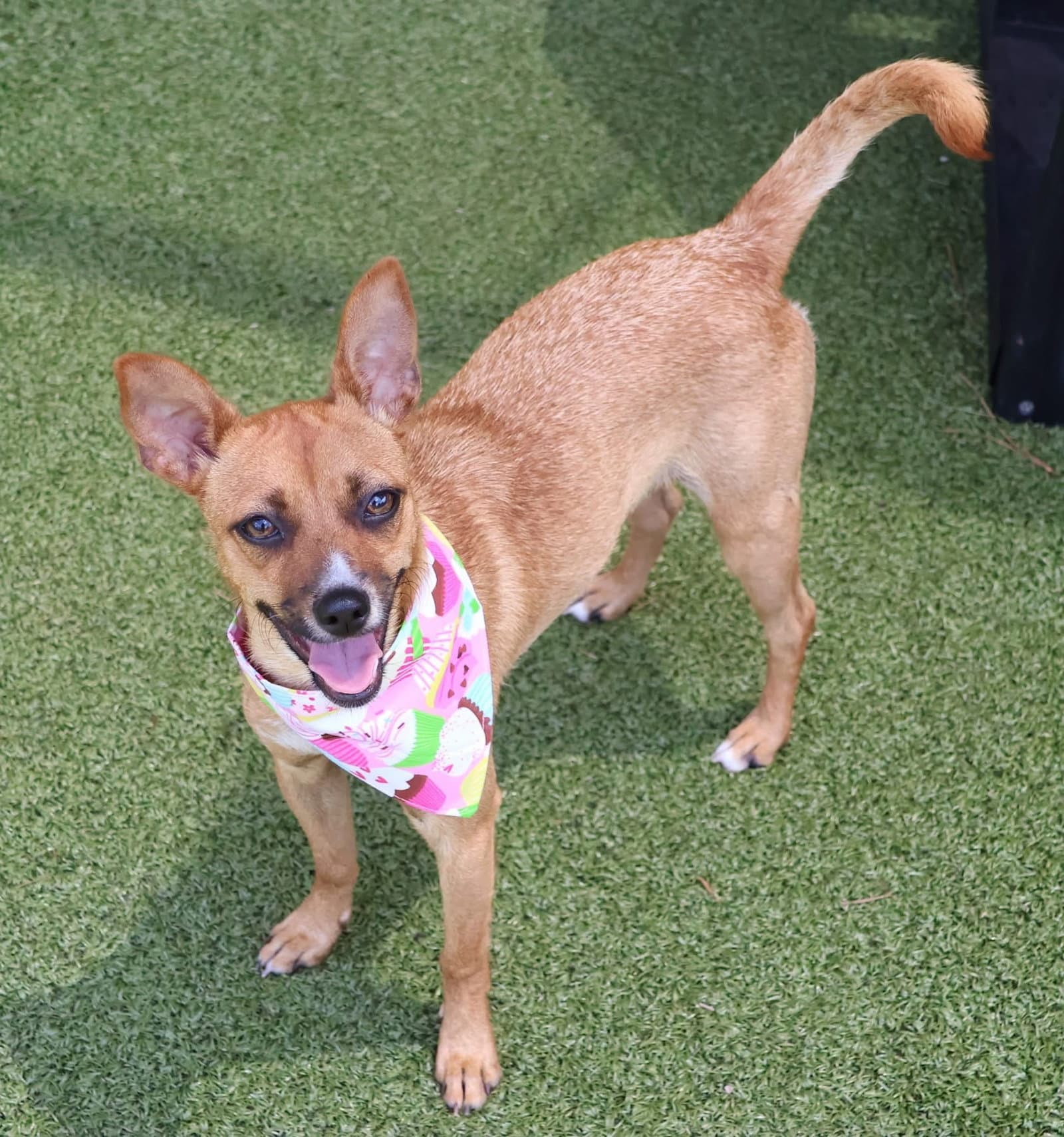 Ginny Athens - Chihuahua