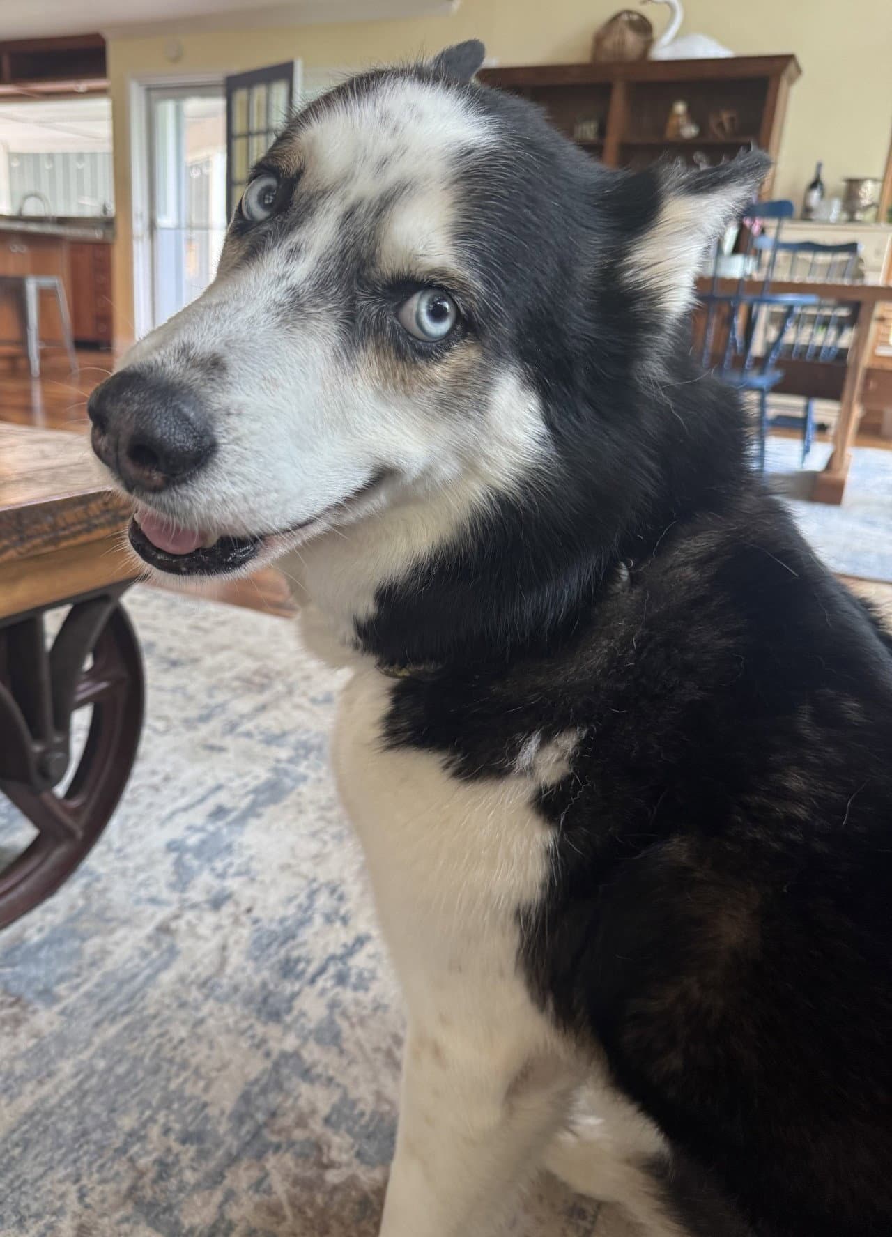 Samson Scas - Husky