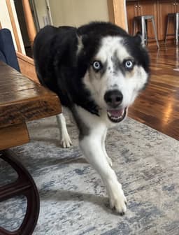 Samson Scas image 2