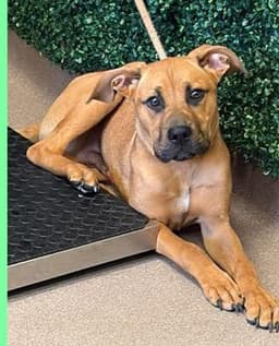 Scooby Scas image 1