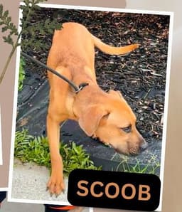 Scooby Scas image 2