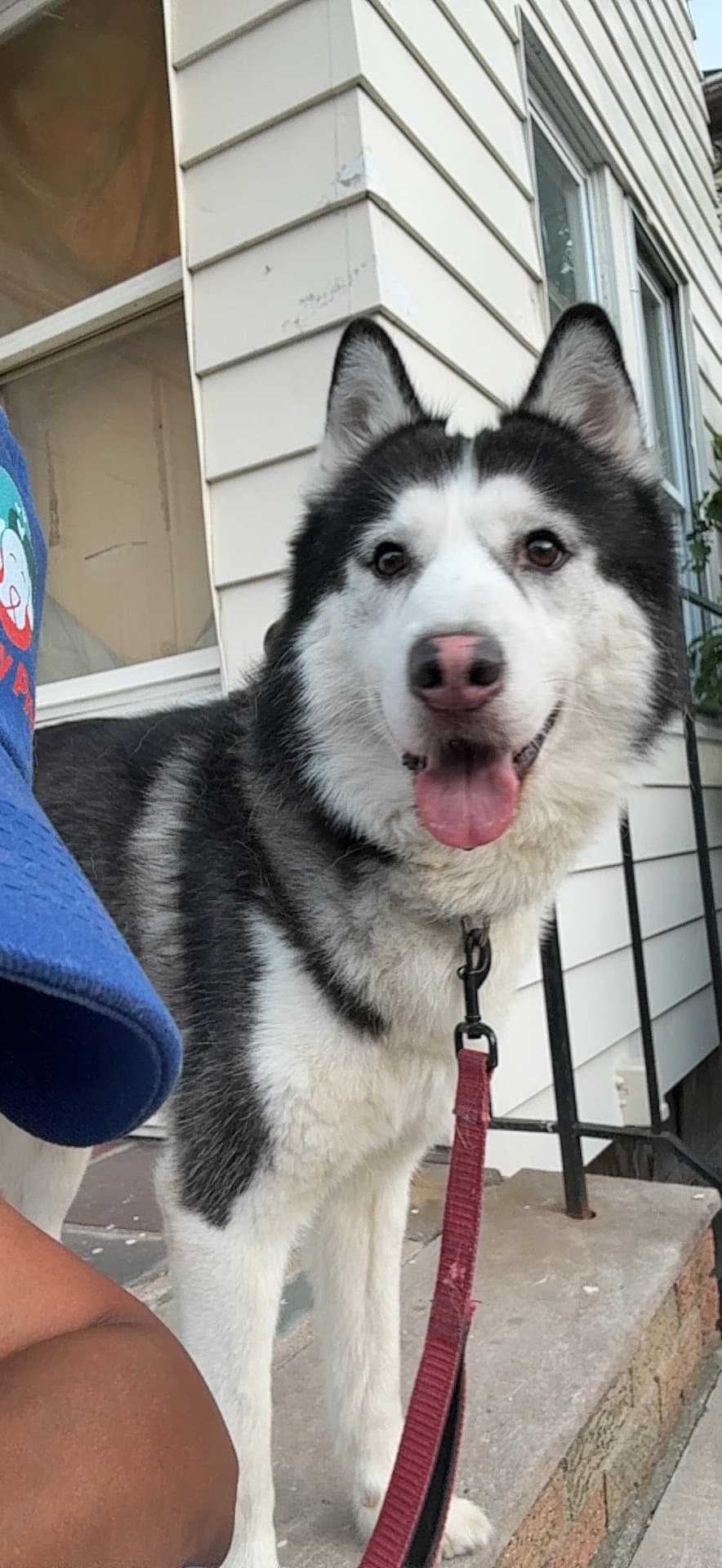 Bruce Nj - Husky