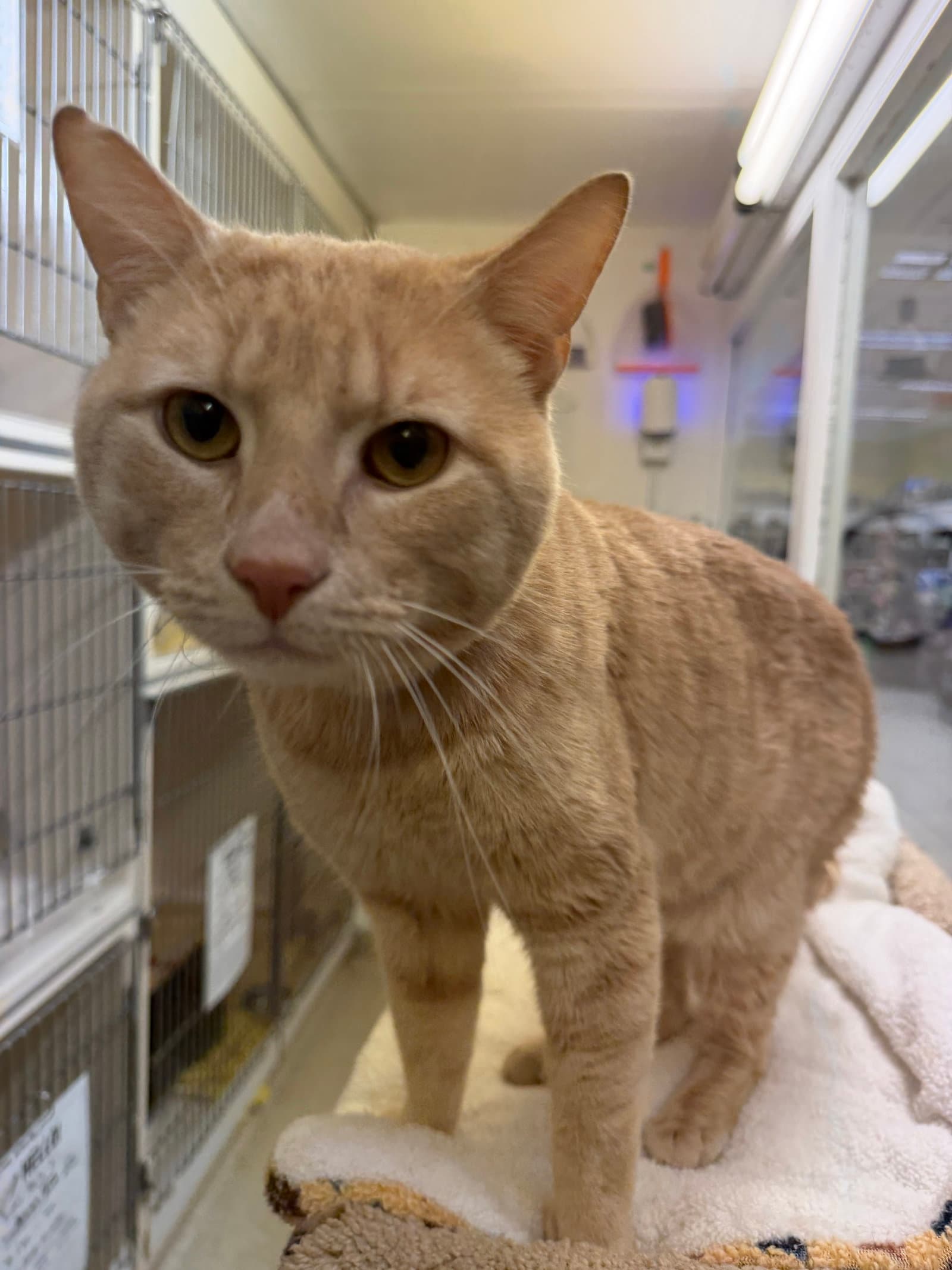 Benny Rm - Domestic Short Hair