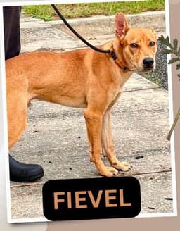 Fievel Scas image 2