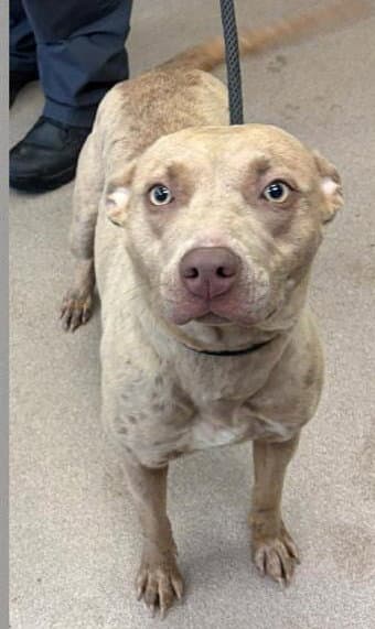 Henna Scas - Pit Bull Terrier