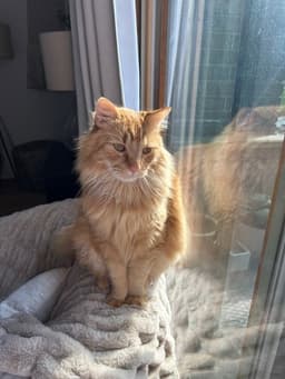 Ginger image 1