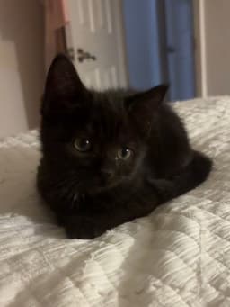 Frankie Kitten image 1