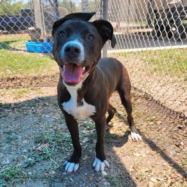 Lucas Gch - Pit Bull Terrier