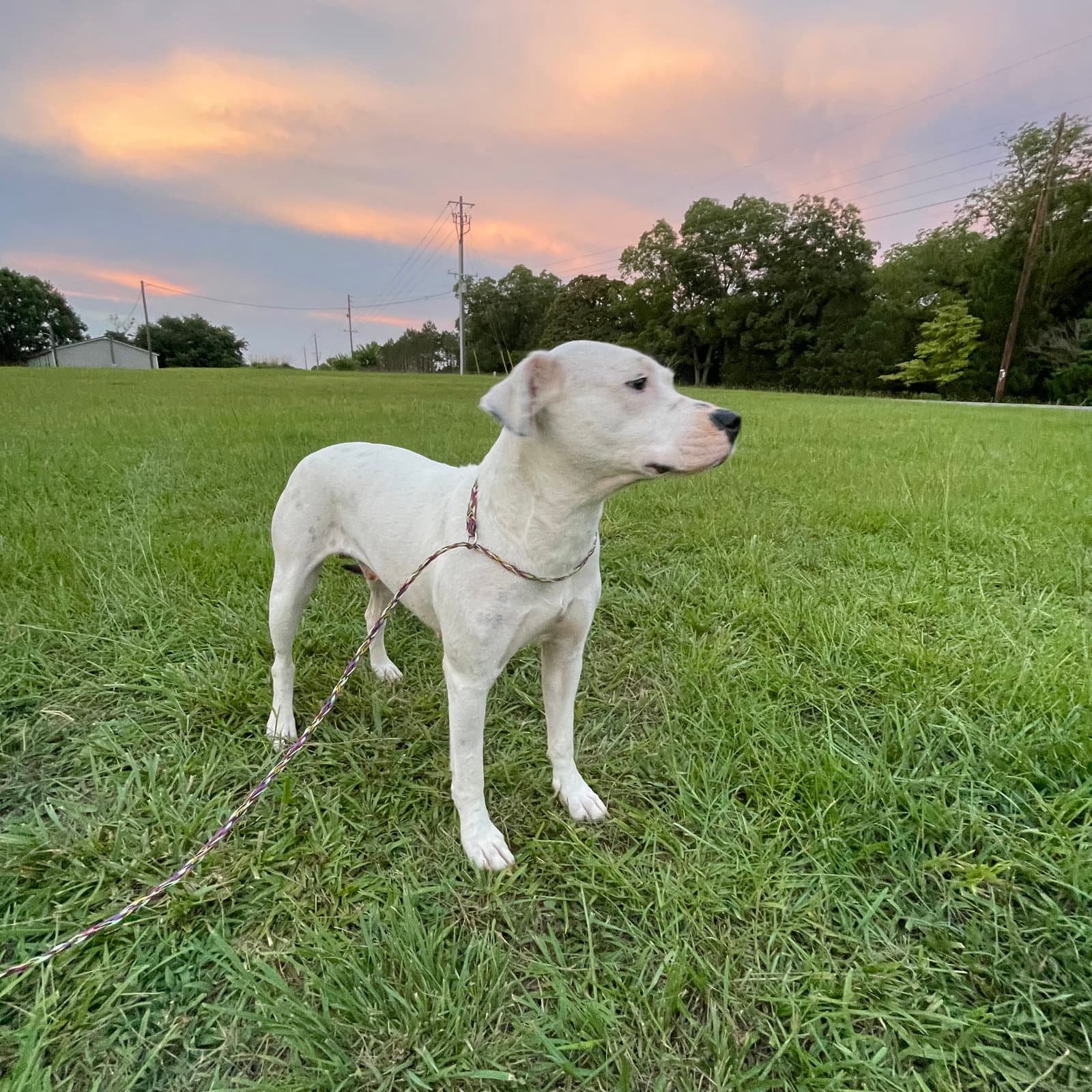 Ghost Dixon - Pit Bull Terrier