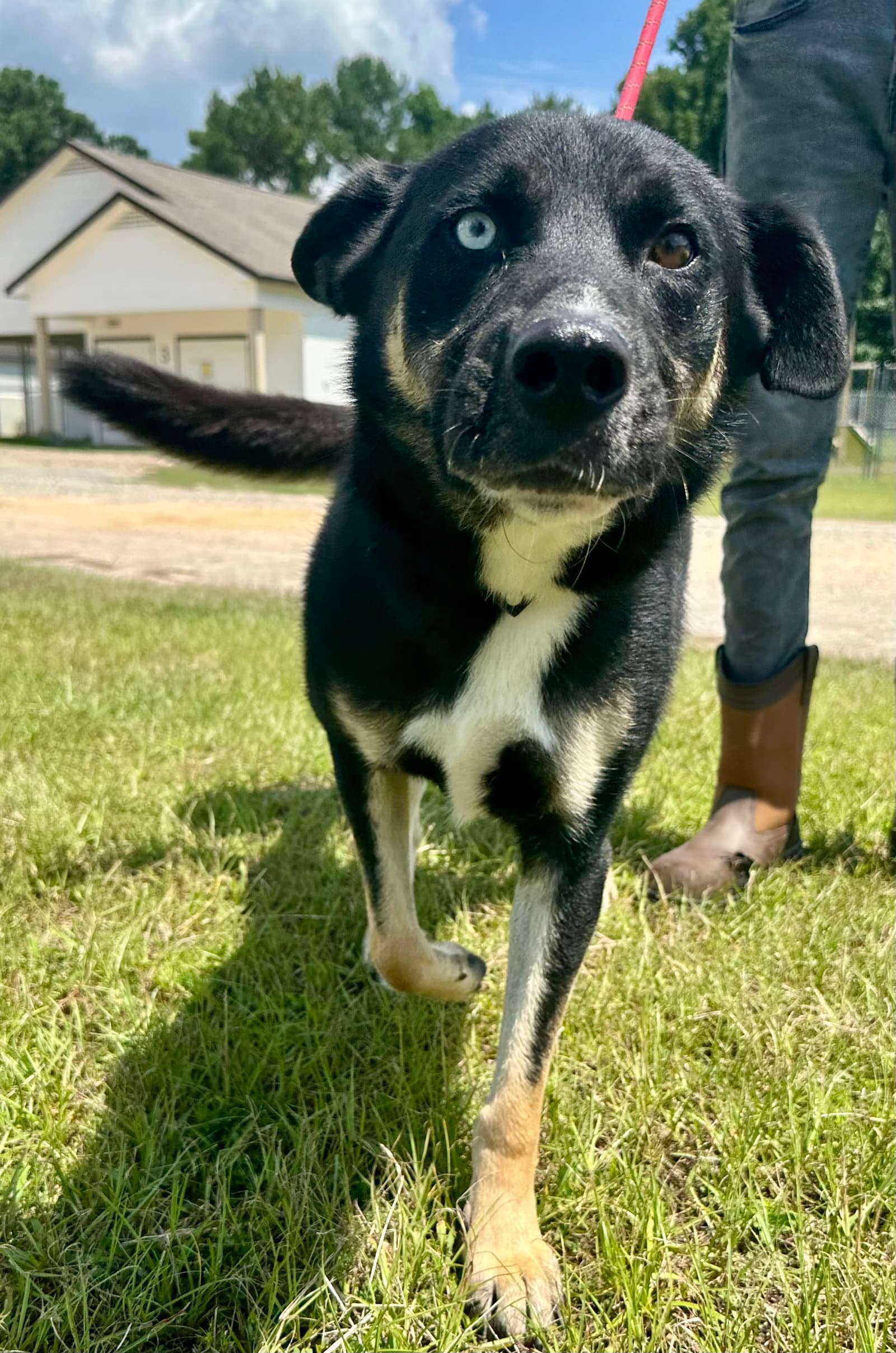 Caleb Dixon - Shepherd