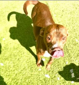 Sprocket Dixon image 1