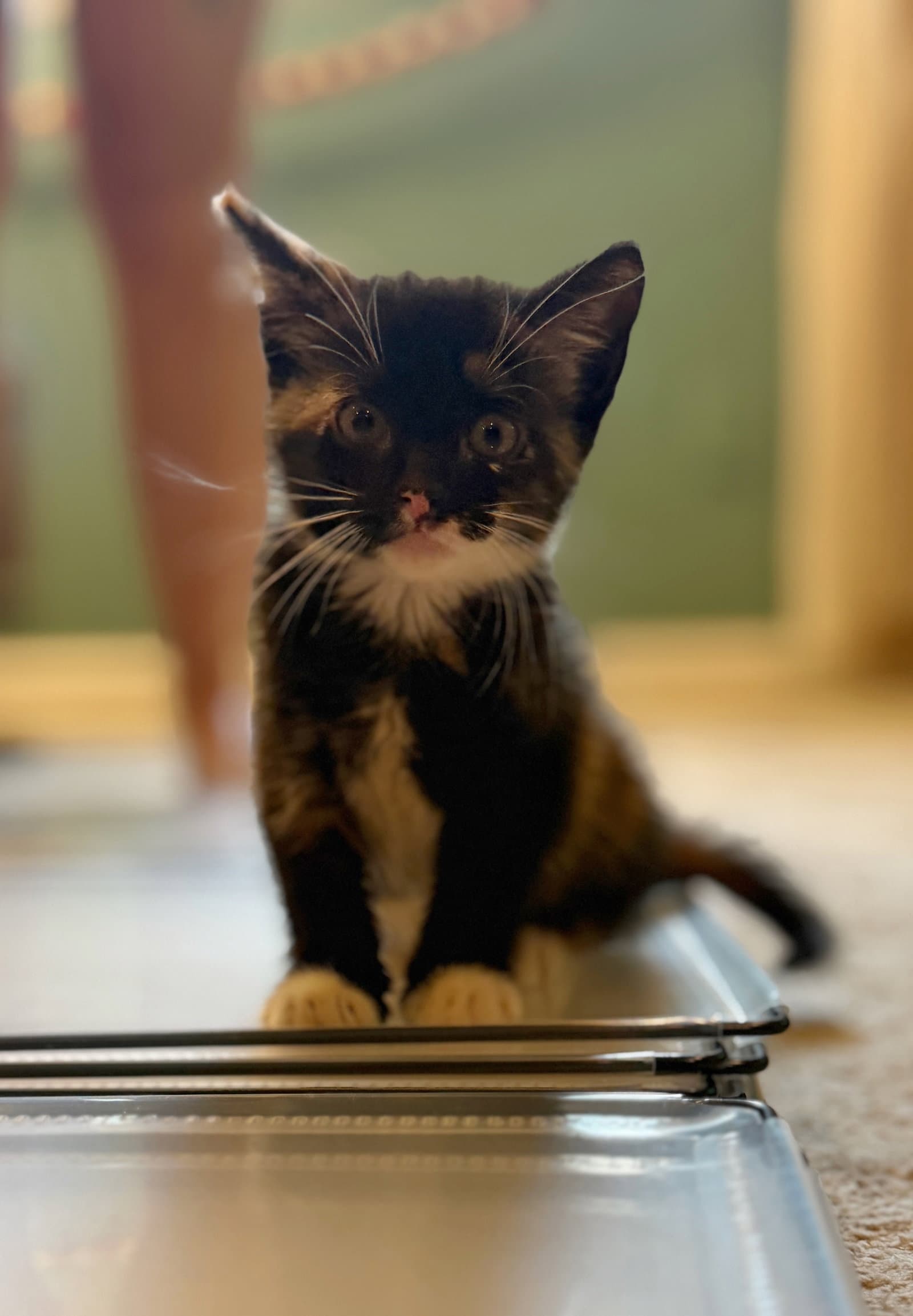 Gravyboat Kitten - Domestic Short Hair