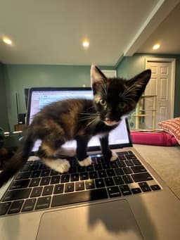 Gravyboat Kitten image 2