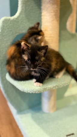 Gravyboat Kitten image 3