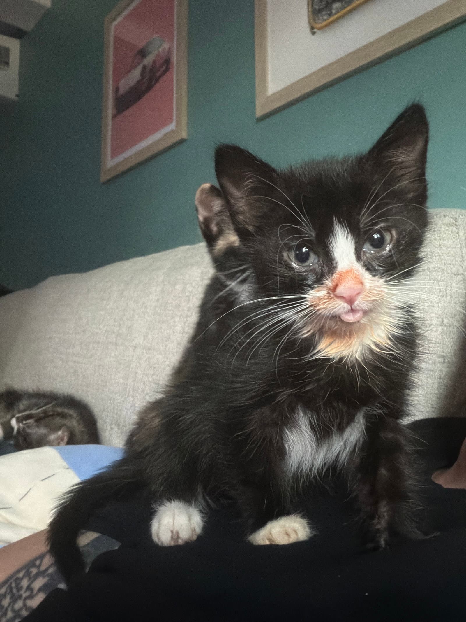 Juice Box Kitten - Domestic Short Hair