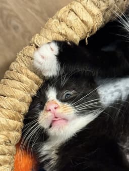 Juice Box Kitten image 2