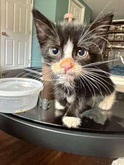 Juice Box Kitten image 3