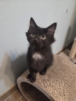 Beetle Kitten image 1