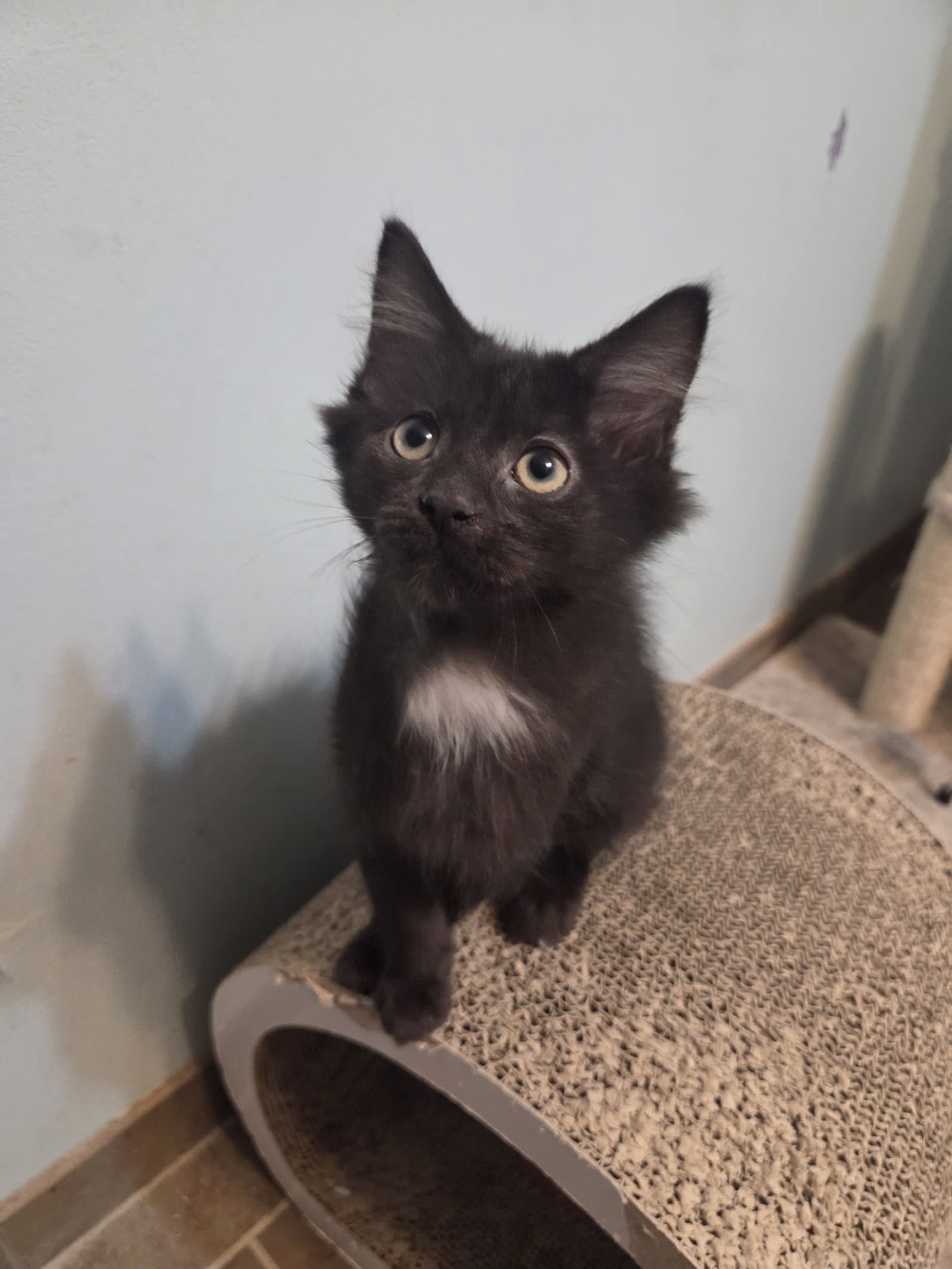 Beetle Kitten - Domestic Long Hair