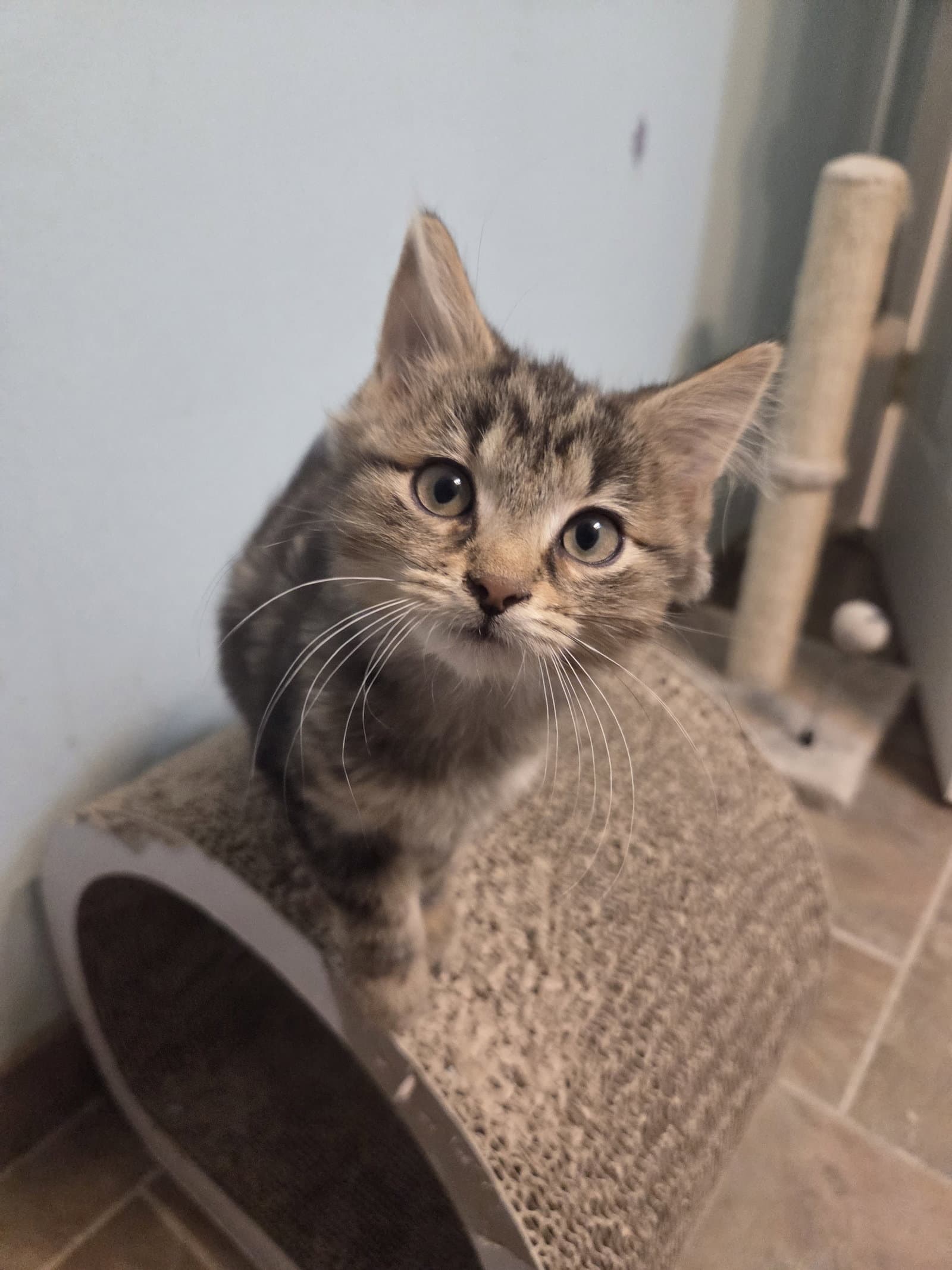 Bug Kitten