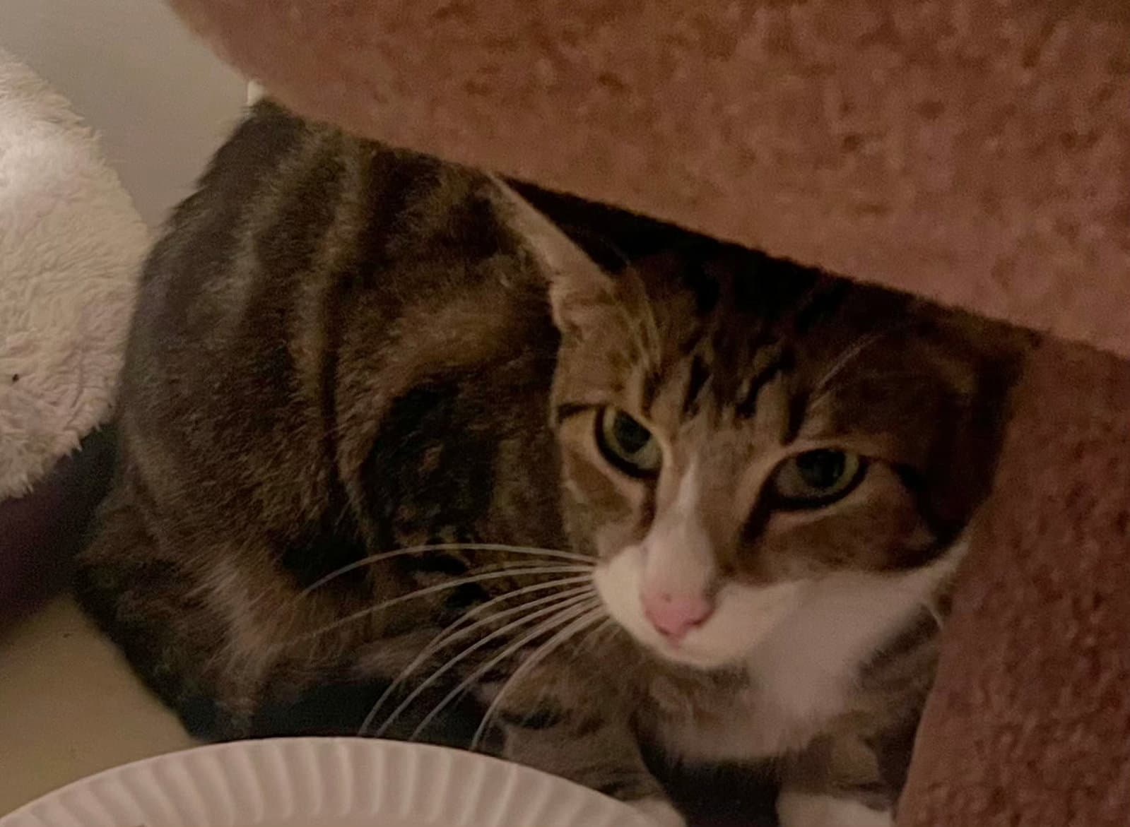Shed Rm - Domestic Short Hair
