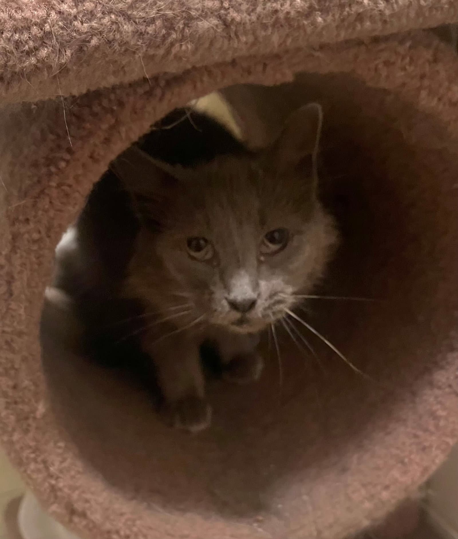 Smokey Rm - Domestic Short Hair