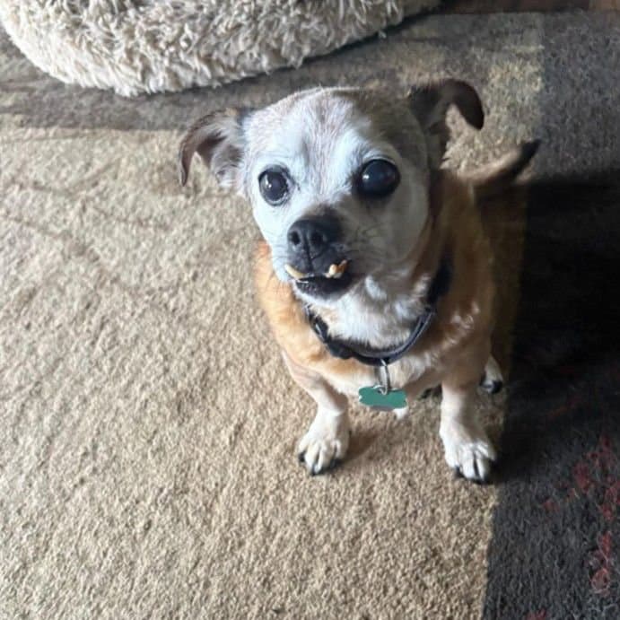Max Rds - Chihuahua