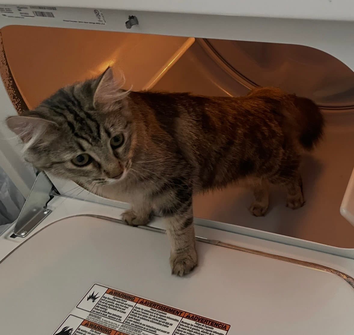 Bella Kitten - Domestic Long Hair