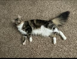 Krumpus Kitten image 1