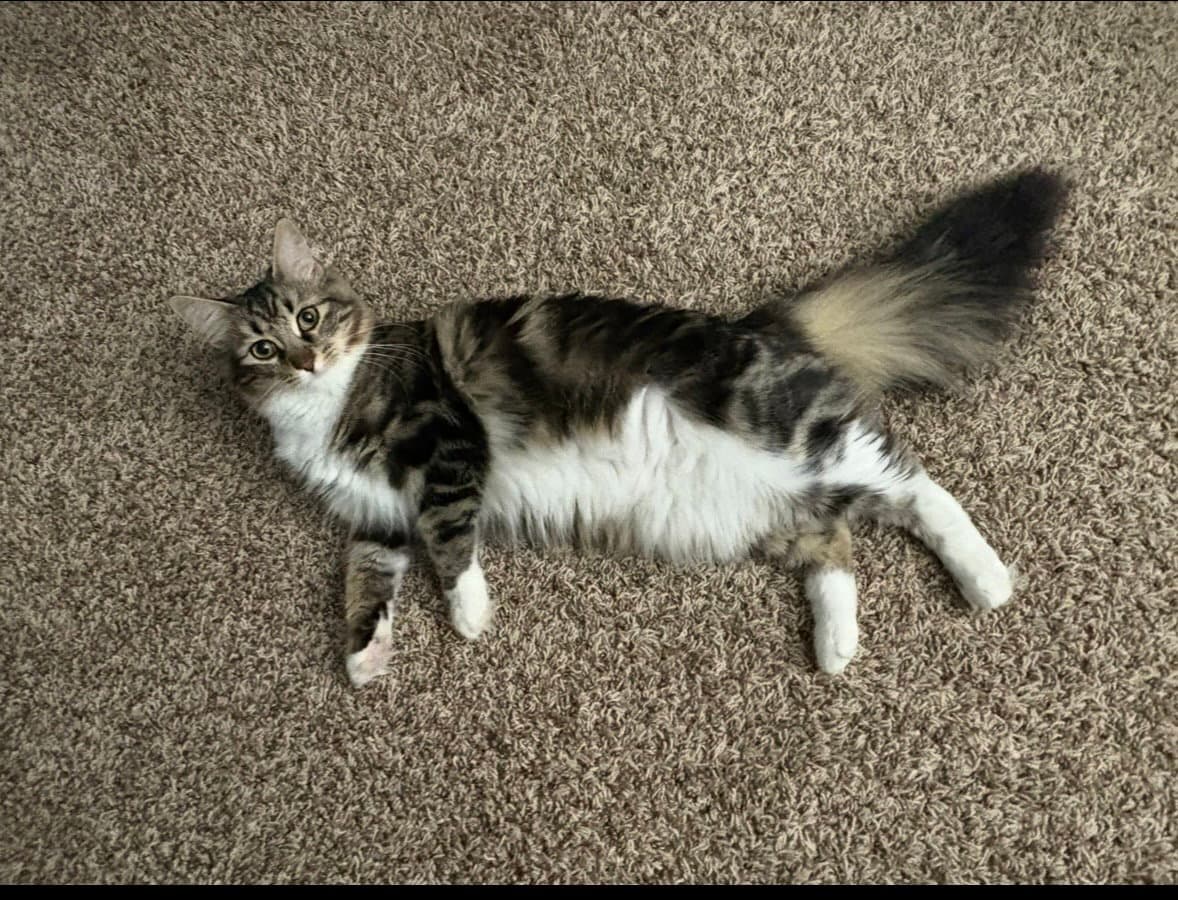 Krumpus Kitten - Domestic Long Hair