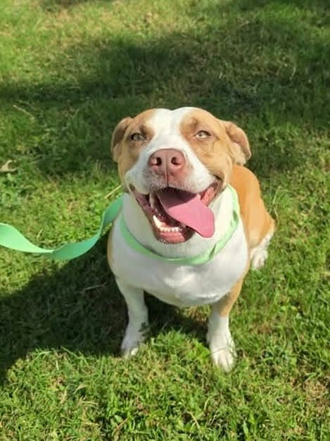 Goldie Louisiana - Pit Bull Terrier