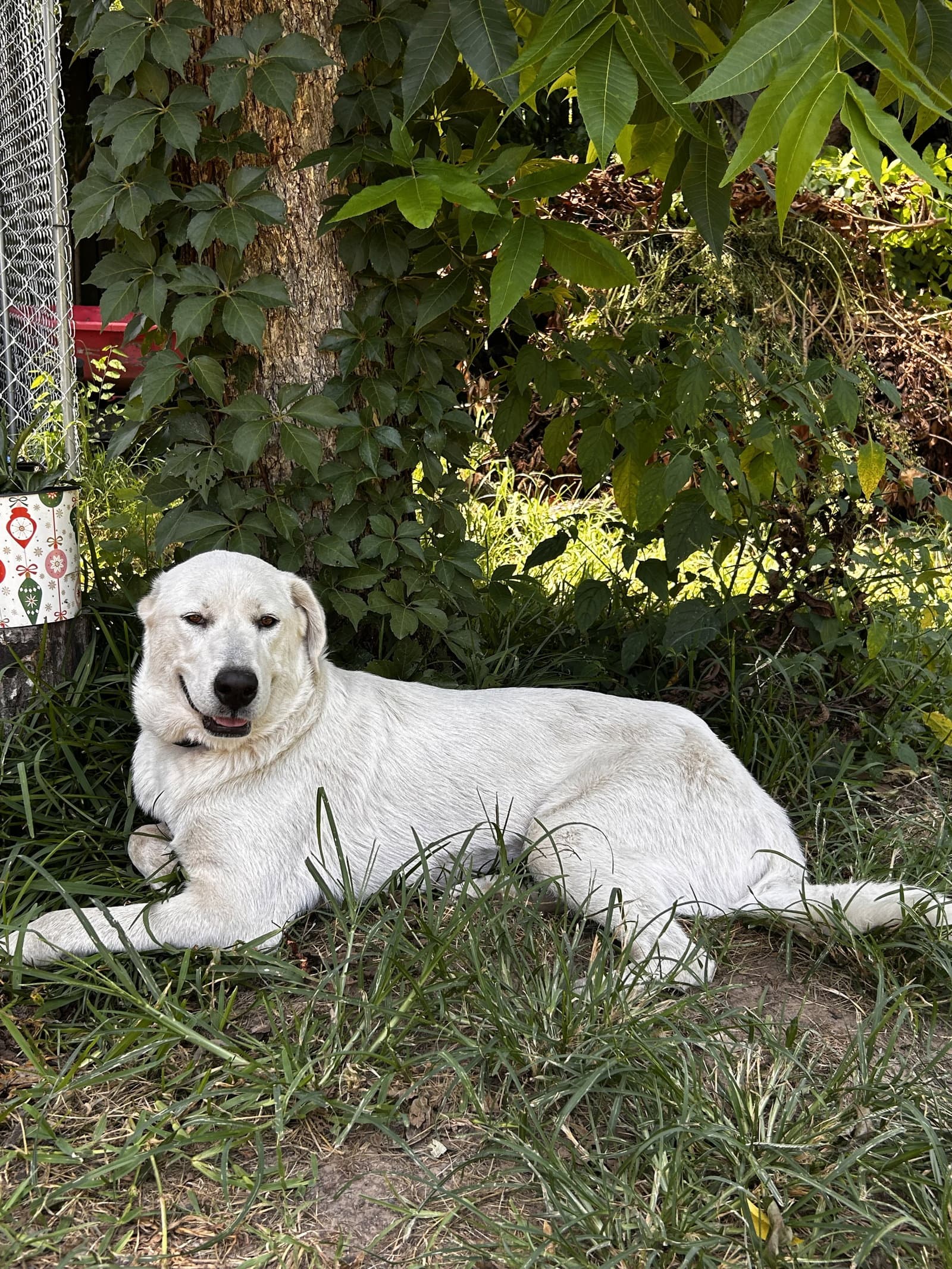 Rosalie  Rosie  Lonestar - Labrador Retriever