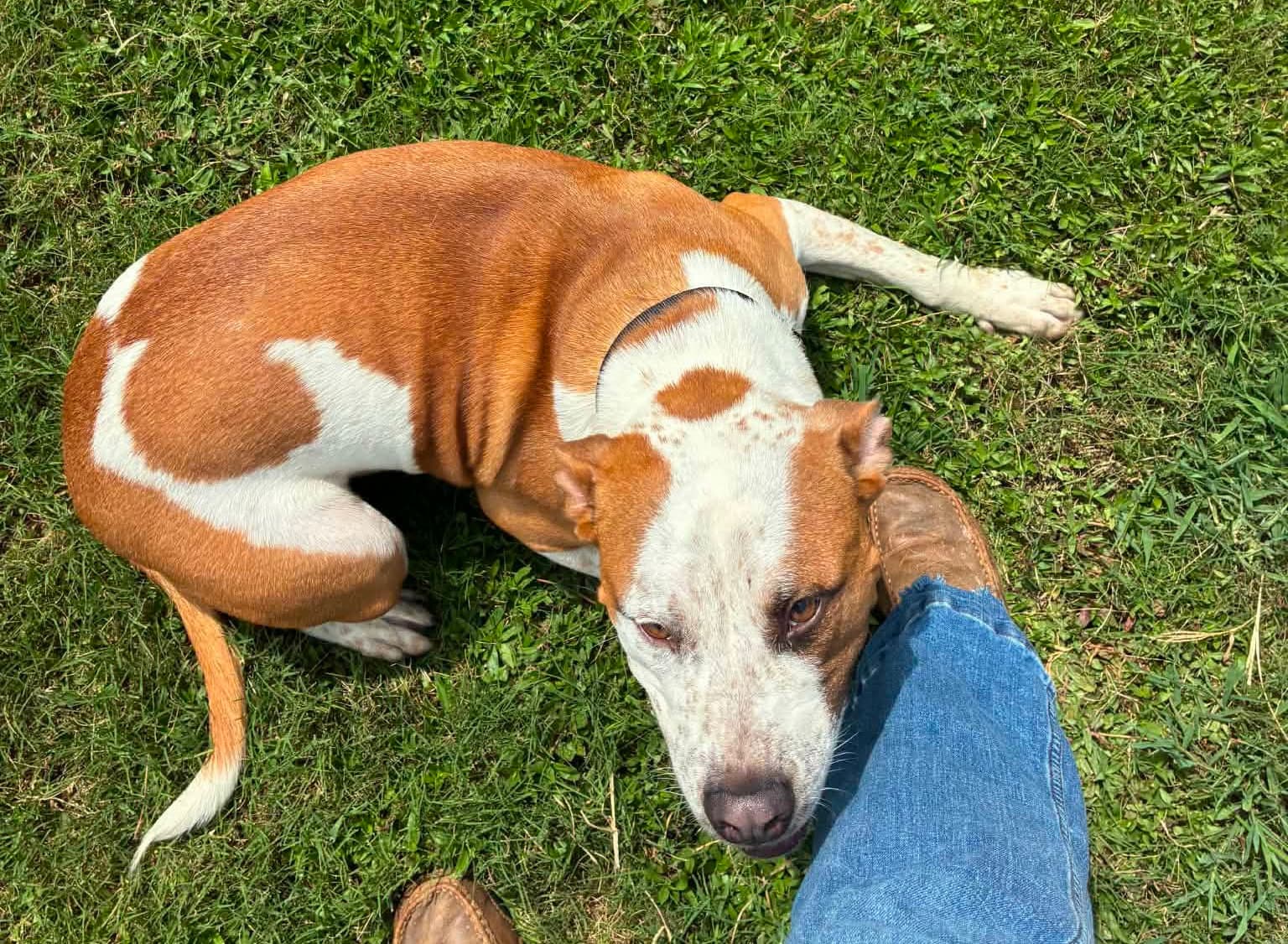 Winston Louisiana - Pit Bull Terrier