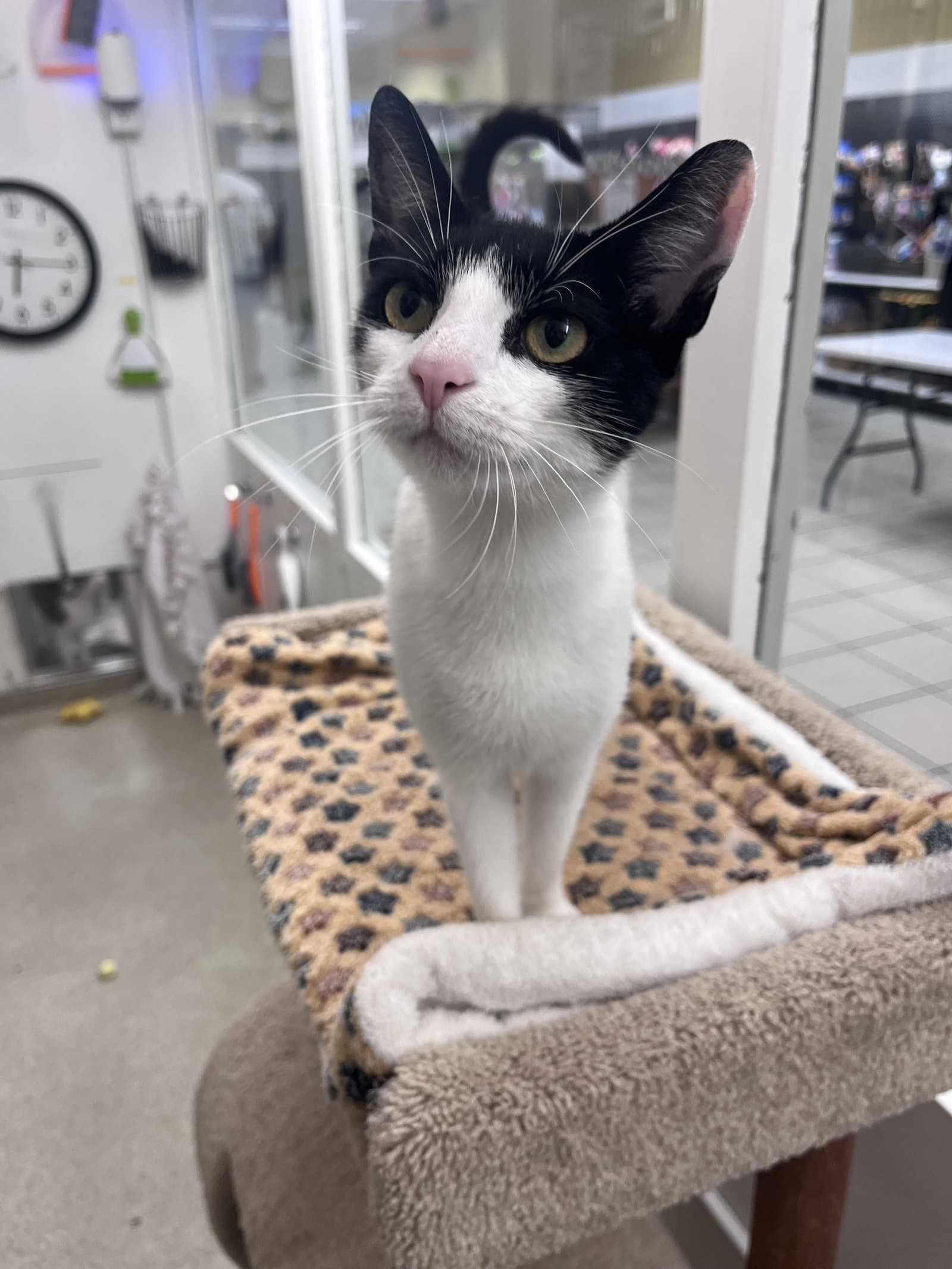 Jazzie Rm - Domestic Short Hair