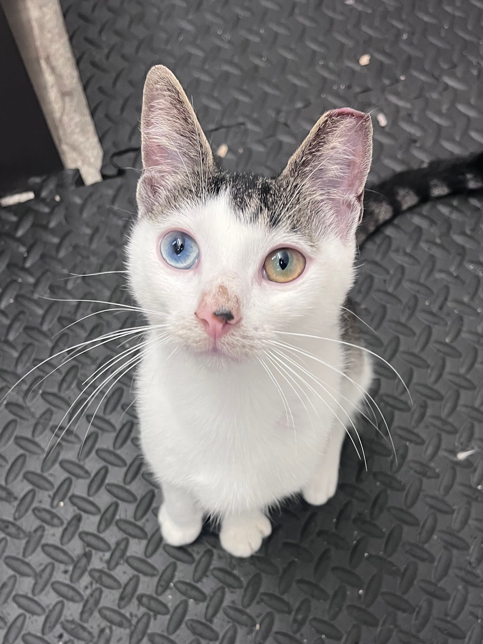 Tillingsly Rm - Domestic Short Hair