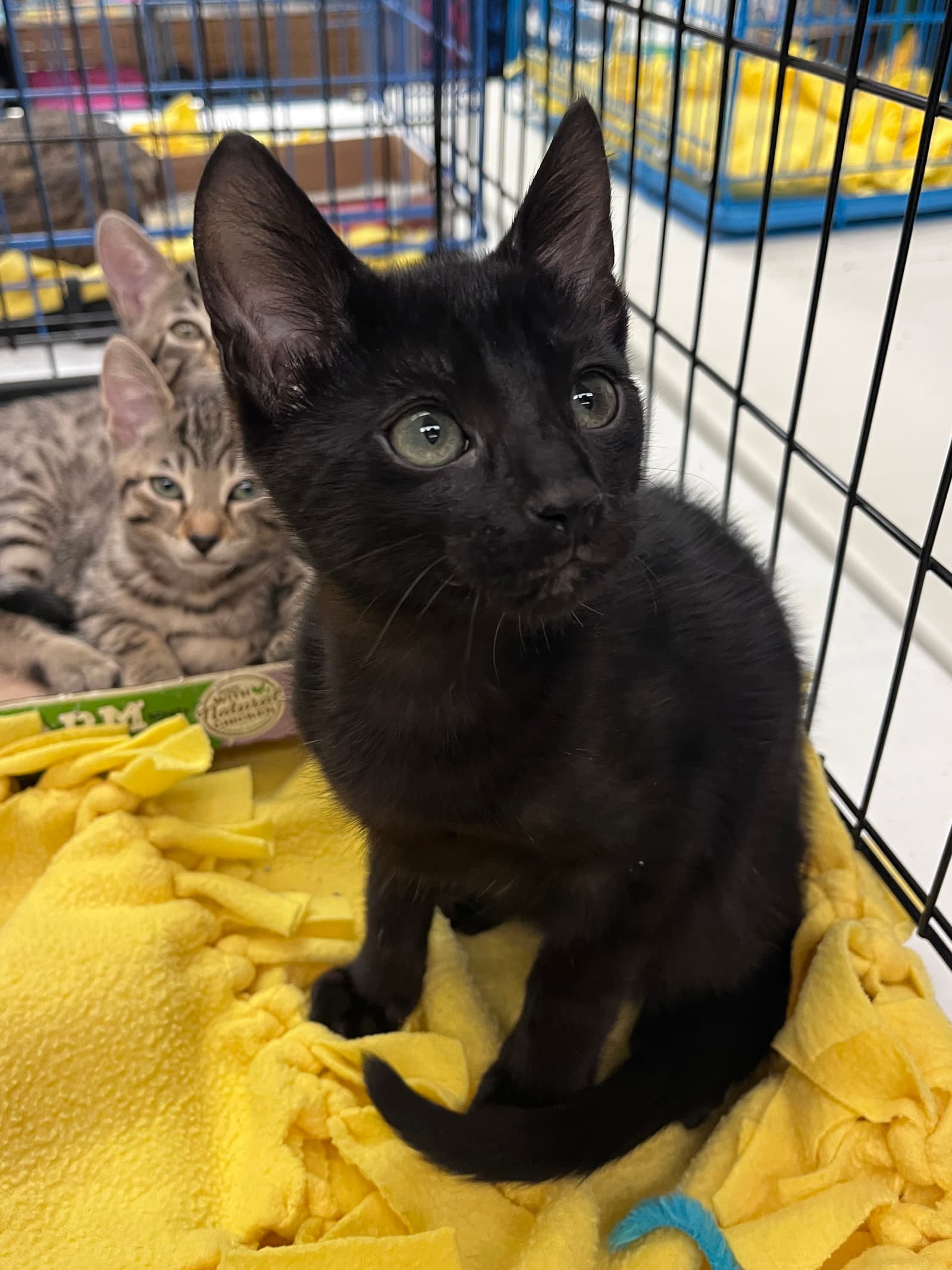 Pookie's Onyx Kitten - Domestic Short Hair