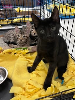 Pookie's Onyx Kitten image 2